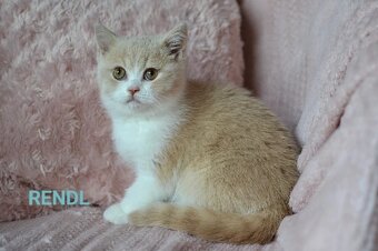 Krásní kocourci k rezervaci - 6