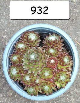 Netřesky, rozchodníky, delosperma na balkón i na zahradu - 6