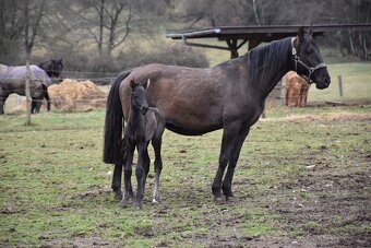 LUXUSNÍ Lusitano hřebeček - 6