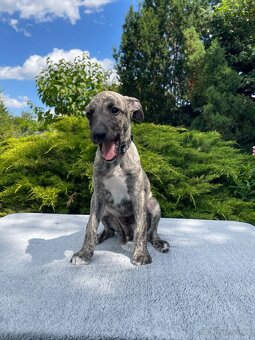 Whippet s PP - 6