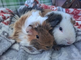 Morče - dva kluci Am. Cr. Teddy Bear a středně srstá rozeta - 6