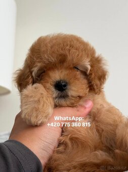 Holčička Maltipoo f1 - 6