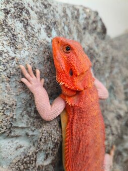 Agama vousatá Coral - 6