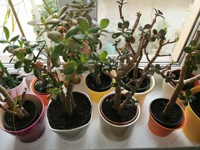 Sukulenty. kaktusy, tlustice, sansevierie, pokojové rostliny - 6