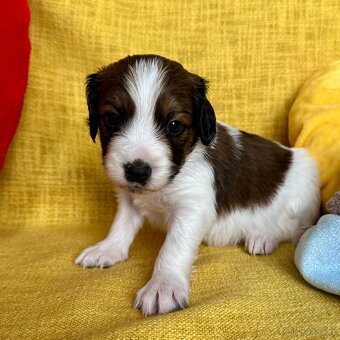 Šteňátka Kooikerhondje – Holandský vábič kačiek - 6
