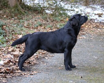 Labradorský retriever s PP - černá fenka - 6