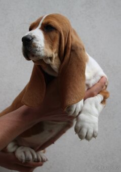Basset hound-baset - 6