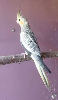 Korela chocholatá - 6