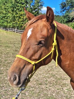 Hřebeček AQH X HFL - roční - 6