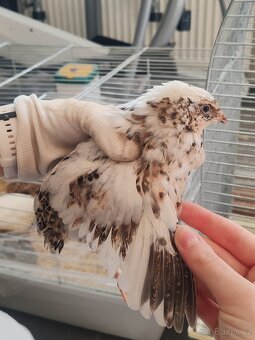 Násadová křepelčí vejce, vajíčka - 6