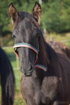 Černý LUSITANO - připouštění - 6