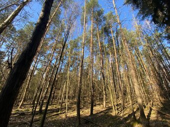 Lesní pozemek Všehrdy u Kralovic - 6