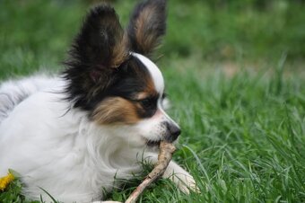 Papillon psík s rodokmeňom - 6