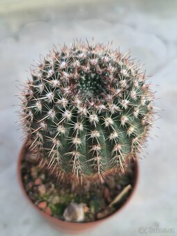 Kaktusy - 6