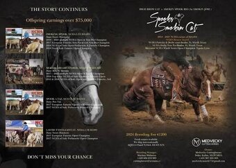 Přátelský dvouletý QH - 6