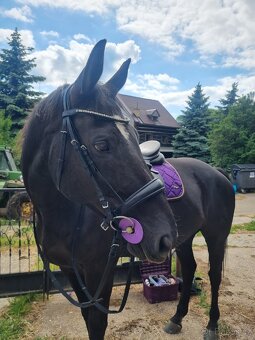 Pronájem valacha - 6