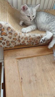 Britský whiskas kocourek s PP - 6