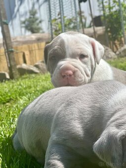 American bully XL - 6
