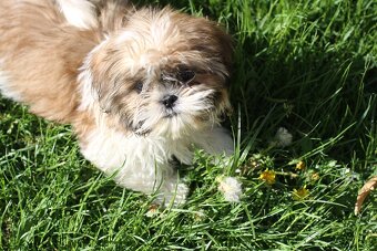 Shih-tzu, Shih tzu, si cu bez pp - 6
