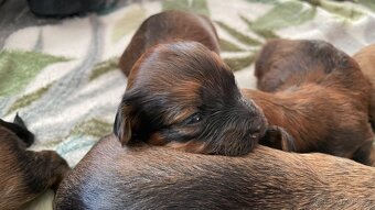 Havansky psík s PP - 6