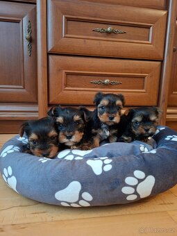 Yorkšírsky teriér - 6