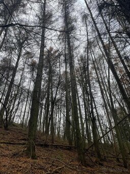 Prodám lesní pozemek v k.ú. Pěčíkov - 6