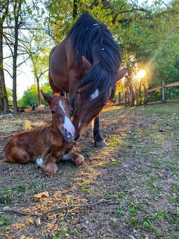 Welsh pony of cob type, sekce C - 6