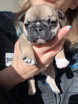 Štěně francouzského buldočka - 6
