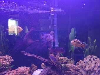 Daruji mix malawi - 6