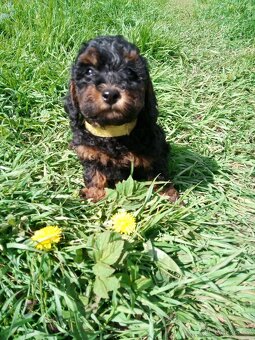 Pudl black and tan - 6
