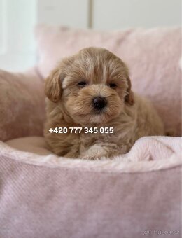Fenka Maltipoo f1 700€ - 6