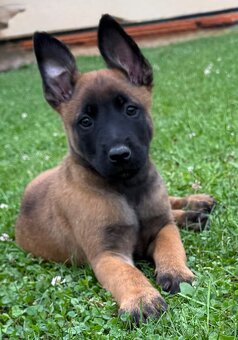 Belgický ovčák Malinois - 6