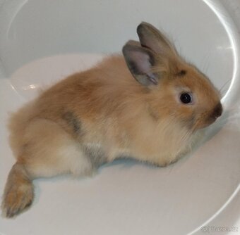 Zakrslý králíček bez PP samička Samatha lvíček - 6