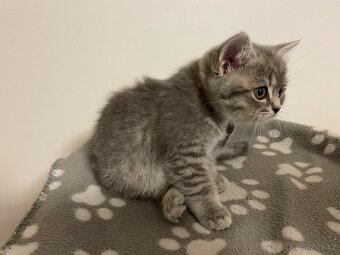 koťátko bez PP (kočička světlá) - 6