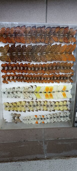 Prodám velikou sbírku motýlů - 6