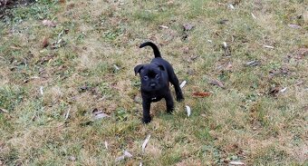 Staforticky bulteriéra - 6