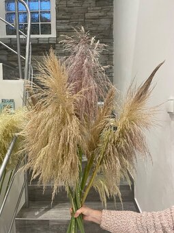 Pampová tráva sušená - 6