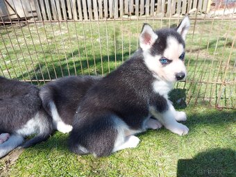 Sibiřsky husky / hasky - 6