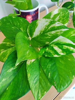 Řízky pothos / epipremnum - 6