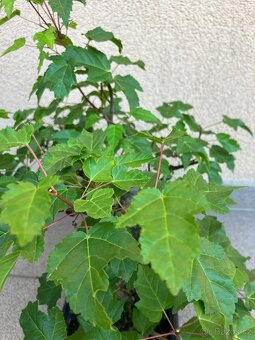 Bonsai, Bonsaj, jamadori, javor ginnala - 6