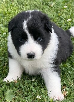 Border kolie - 6