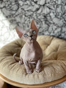 Sphynx koťátka s PP - 6