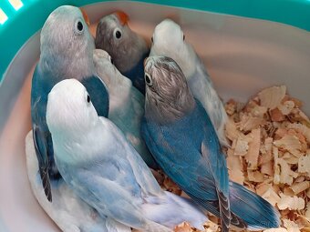 Agapornis Fishery - 6