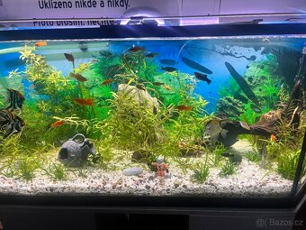 Prodám akvarium - 6