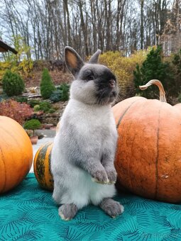 Zakrslý siamský žlutý samečci s PP - 6