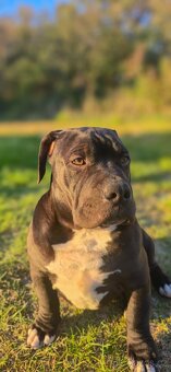 American Bully Pocket - Standart - 6