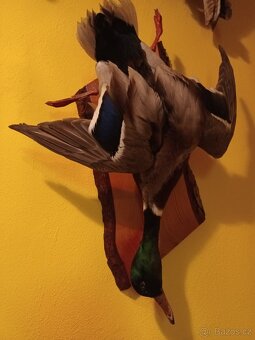 Vycpaná zvířata - 6