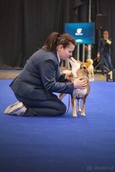 SHIBA štěňata k rezervaci - 6