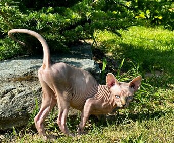 Kanadská Sphynx - 6