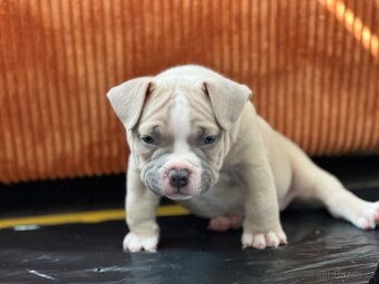 American Bully pocket - 6